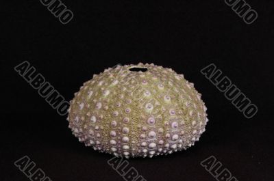 Sea urchin