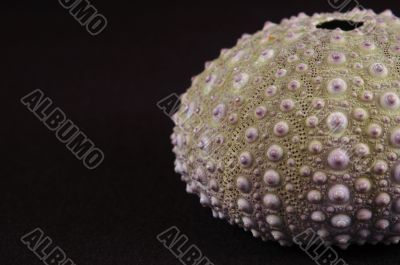 Sea urchin