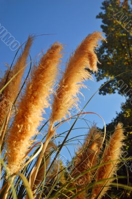 Reedgrass