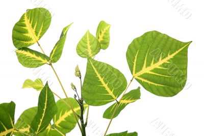Leaves isolated
