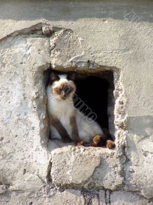 spring lady-cat