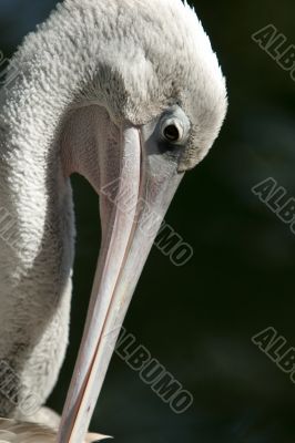 Pelican
