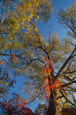 Fall Colors