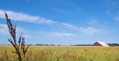 Field and Barn in Late Summer