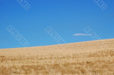 Field and Sky