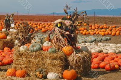 scarecrow in a pumkin patch