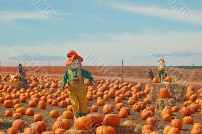 Scarecrow in a pumkin patch