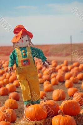 Scarecrow in a pumkin patch