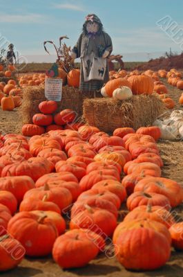 Scarecrow in a pumkin patch
