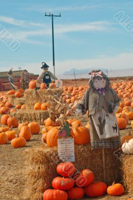 Scarecrow in a pumkin patch