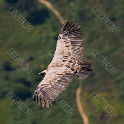 Vulture in flight