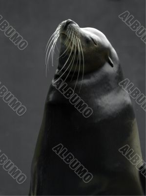 seal head