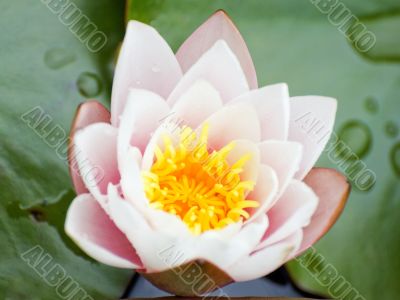 Lotus flower