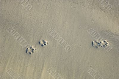tracks on the sand