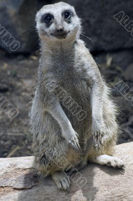 suricate