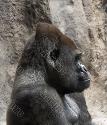 gorilla