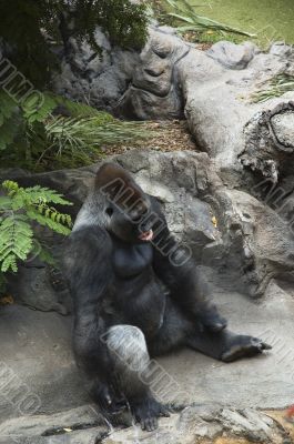 Silverback gorilla
