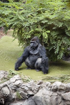 Gorilla
