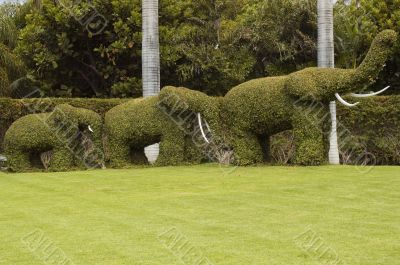 Elephants