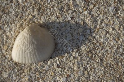 Shell on the beach