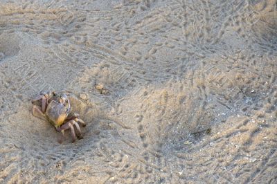 ghost crab