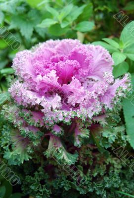 Pink flowering cabbage