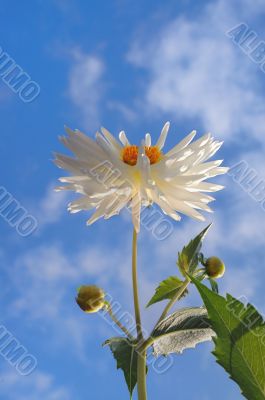white dahila