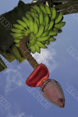 Bunch of bananas