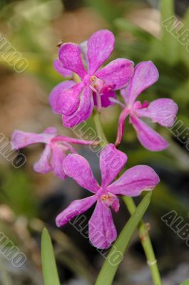 orchid