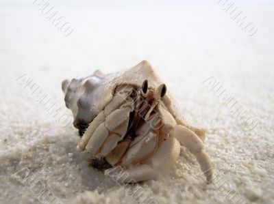 Hermit Crab Close Up