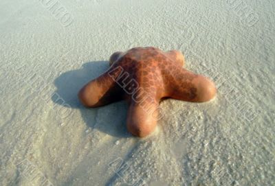 Starfish