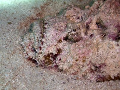 stonefish