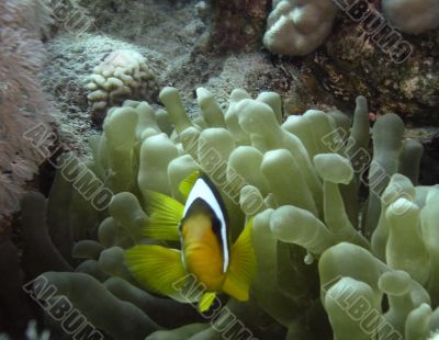 Clown fishes