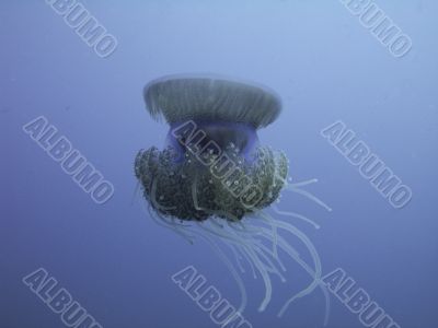 jellyfish