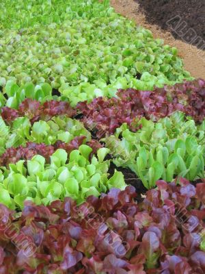 Small lettuces