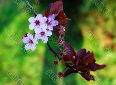 japanese cherry blossom