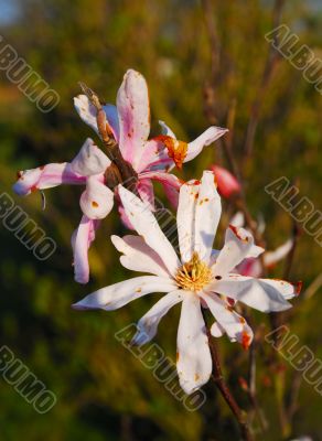japanese cherry blossom