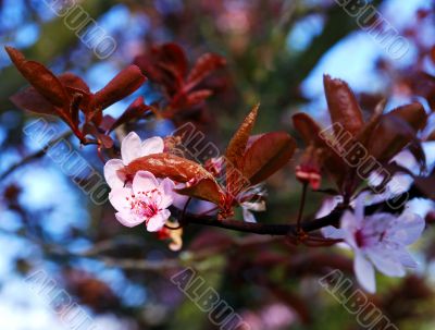 japanese cherry blossom