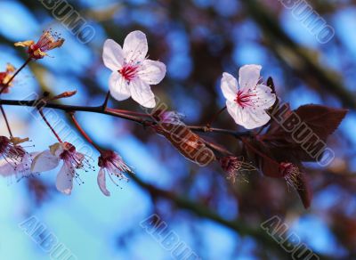 japanese cherry blossom