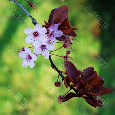japanese cherry blossom