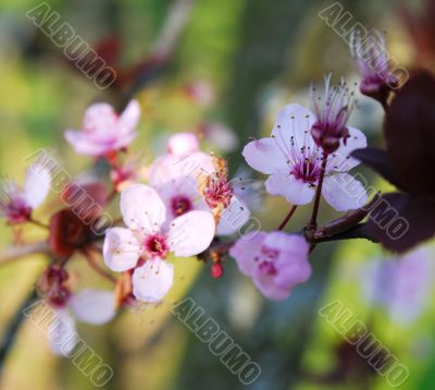 japanese cherry blossom
