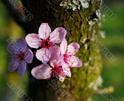 japanese cherry blossom