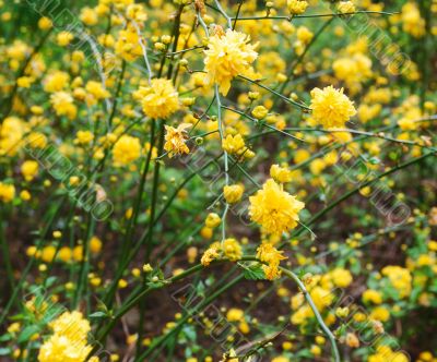 orange flowers