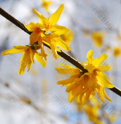 orange flowers