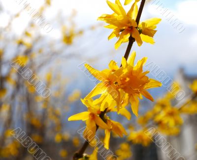 orange flowers