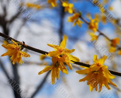 orange flowers