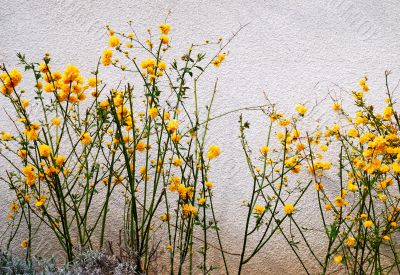 orange flowers