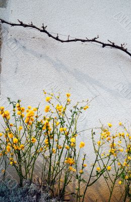 orange flowers