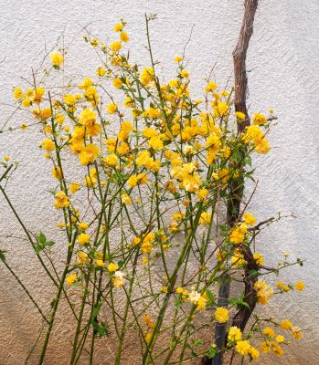 orange flowers