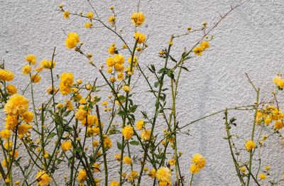orange flowers